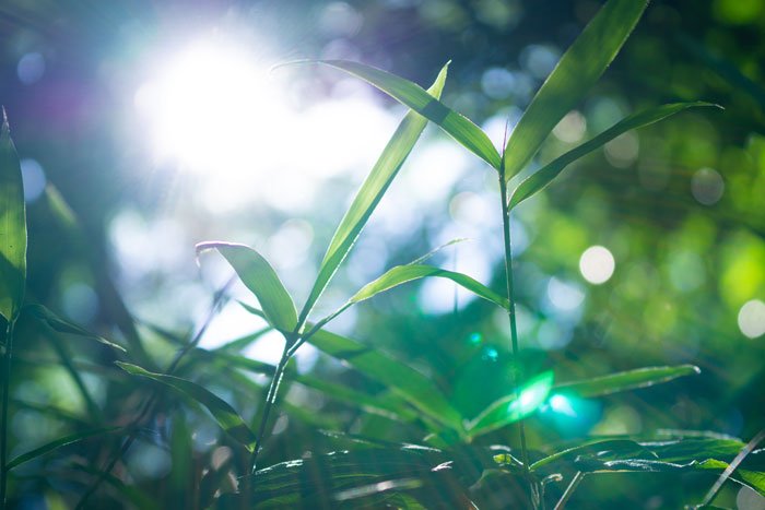 ضوء الشمس مع النباتات يعطي شعور بالراحة النفسية