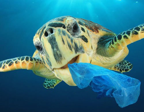 أضرار البلاستيك على الحياة البحرية