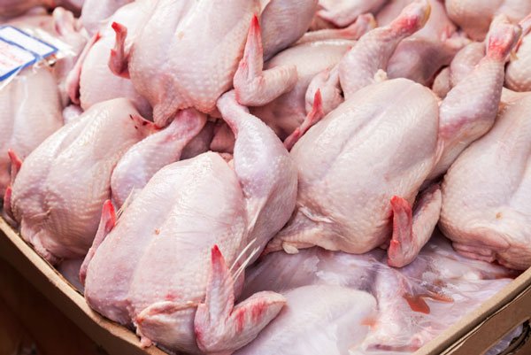 تعتبر الدجاج من البروتين الحيواني
