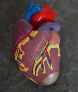 القلب-البشري-أعضاء-الجسم