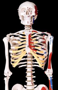 عظام-البشر