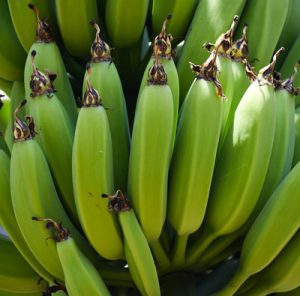 فوائد-الموز-الاخضر