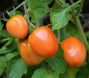 أنواع-الطماطم-روما