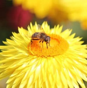 النحل-فوق-الزهور