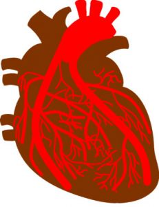 امراض-القلب-