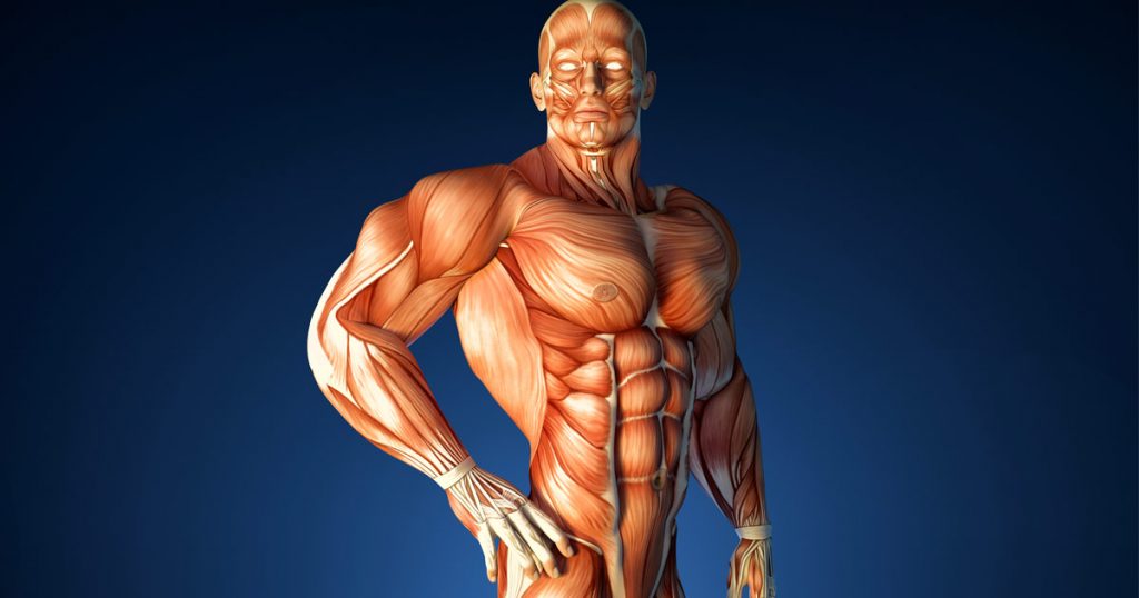 العضلات بواسطة العظام ترتبط مع جهاز عضلي