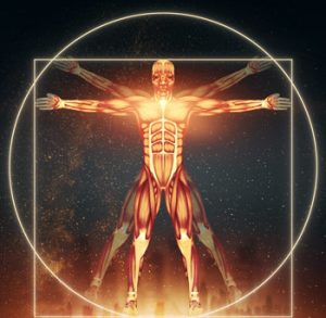 الجهاز-العضلي-لدى-الانسان