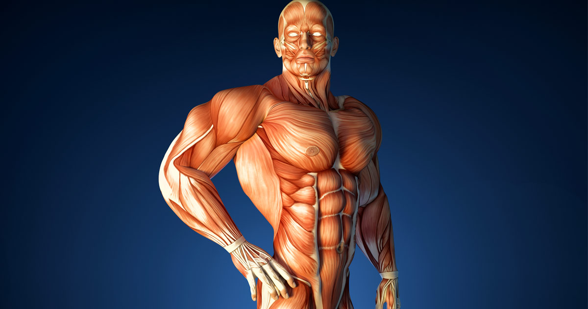 الجهاز-العضلي