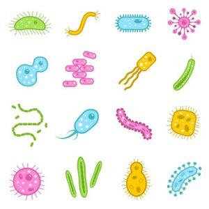البكتيريا-والطفيليات
