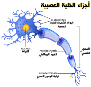 أجزاء-الخلية-العصبية